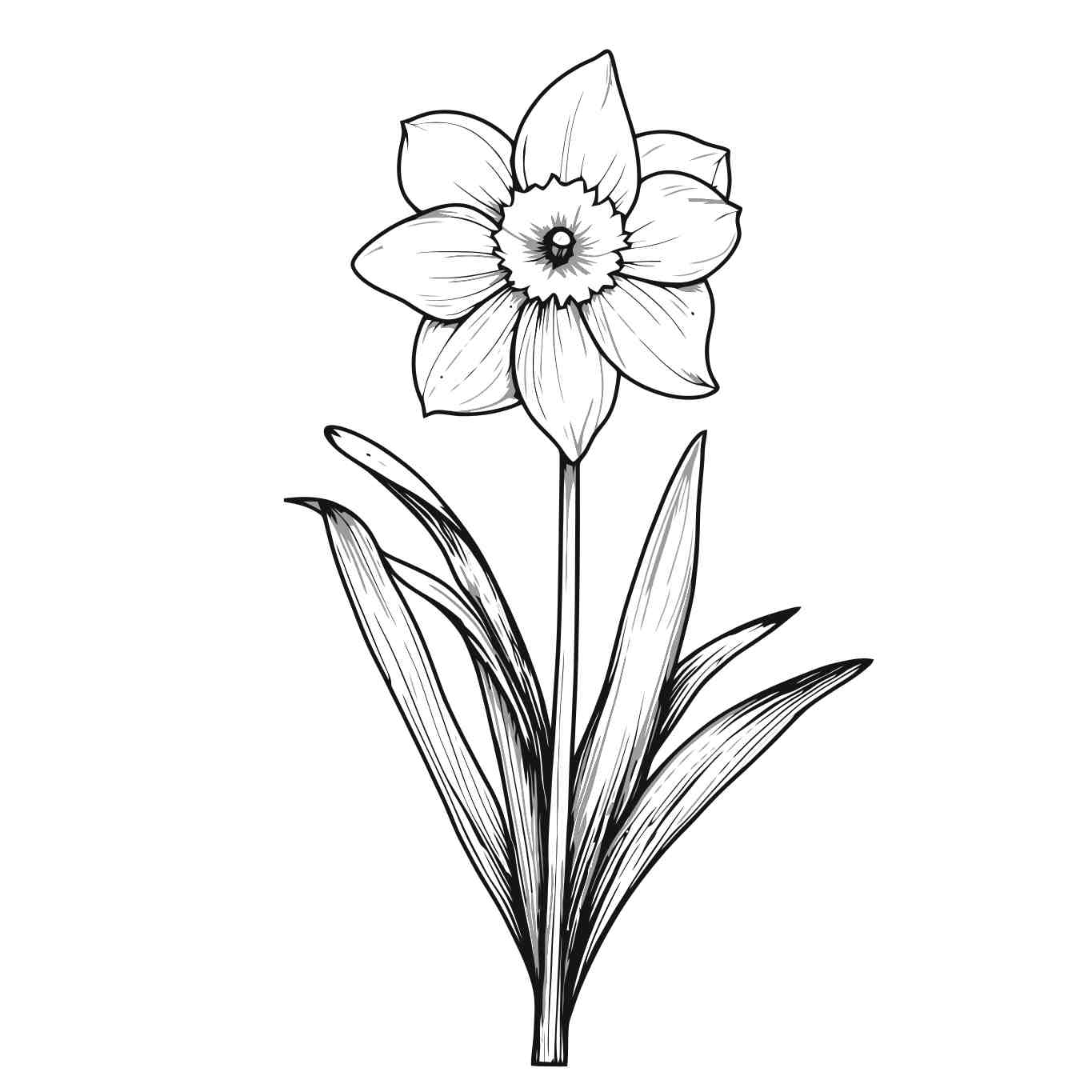 Elegant Black and White Daffodil Illustration