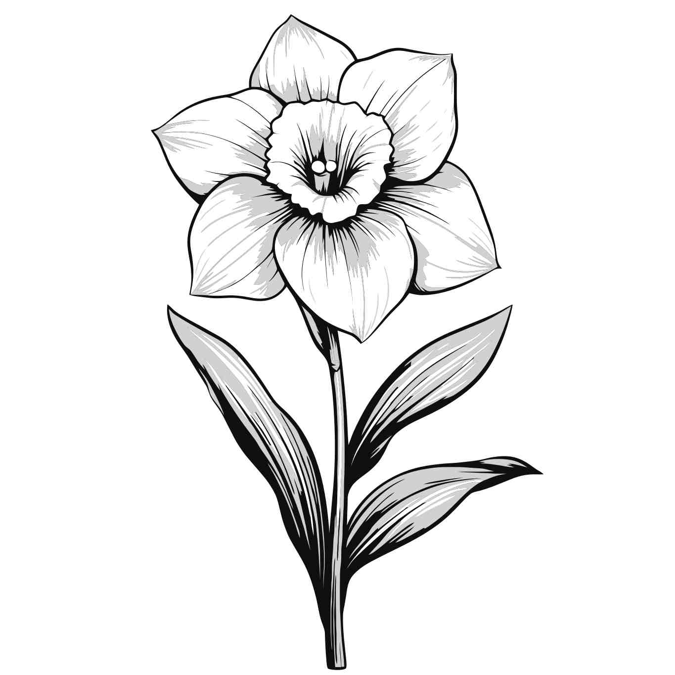 Elegant Black and White Daffodil Illustration