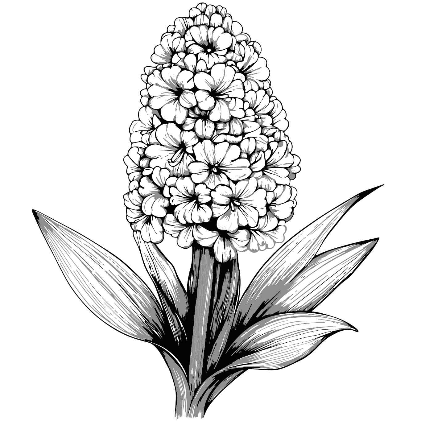 Elegant Hyacinth Bloom Illustration