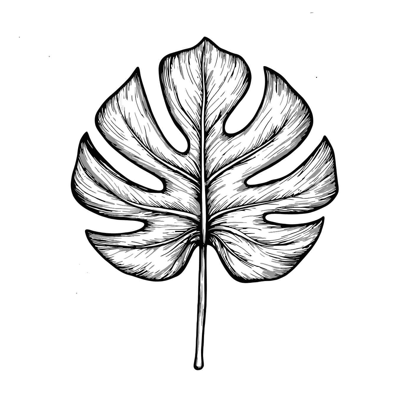 Monstera Leaf Illustration