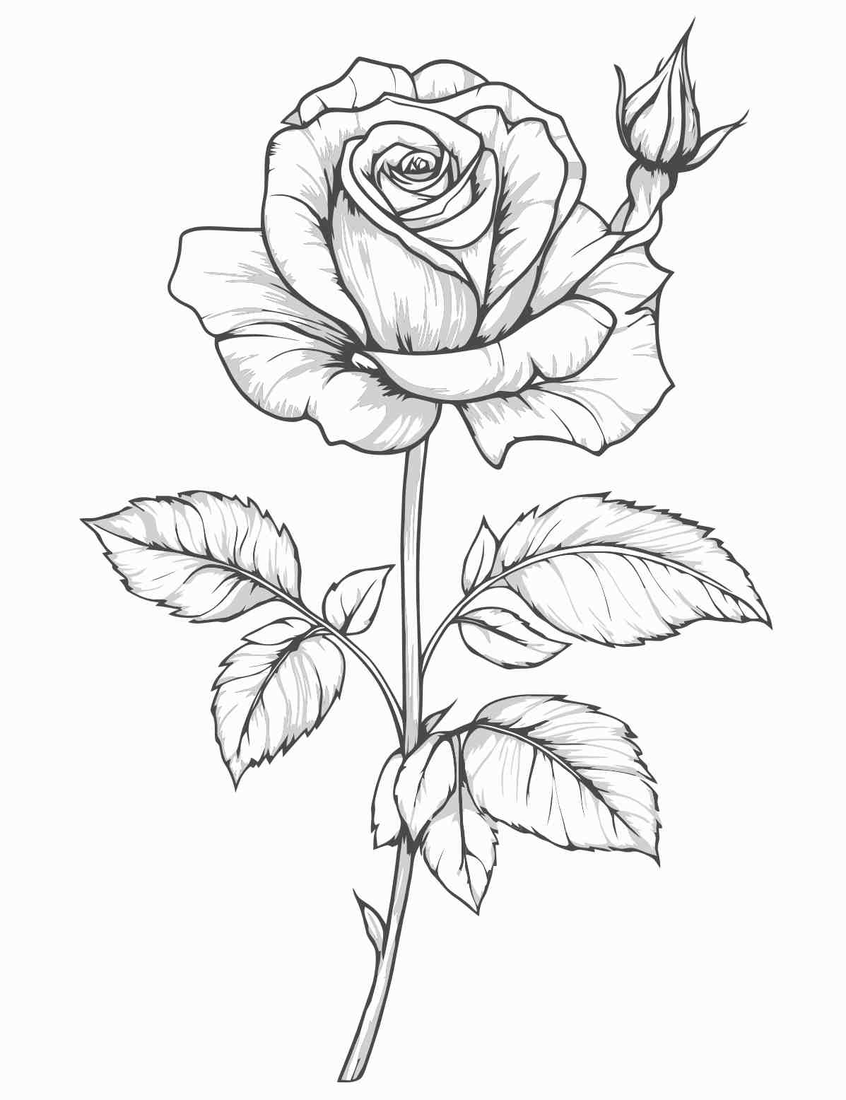 Elegant Line Art Rose Illustration